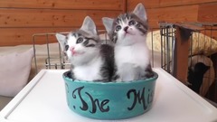 饿了吗?来碗喵喵吧~