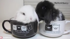 做什么都可爱的兔子!