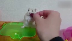 仓鼠嘴里的食物被抢走,气到怀疑人生!