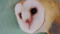 Super Cute And Funny Owls