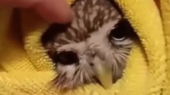 Funny Owls And Cute Owl Videos Compilation 2016