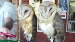 Funny & Cute Owl Videos Compilation 2014