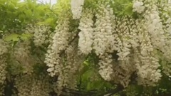 欣赏嘉定紫藤花