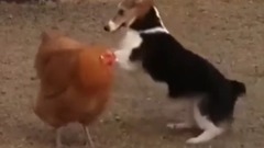 单挑一只老母鸡,完败!