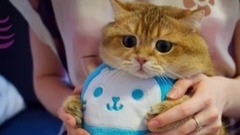 吸猫 好想捏你这只肥球