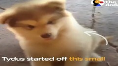 GIANT Dog Thinks He's a Lap Dog The Dodo