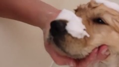 Sammie's First Bath! 8 Week Old Golden Retriever Puppy Trampoline Ball Pit