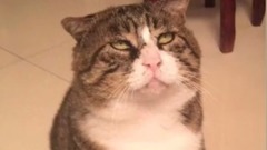 这只猫太丑—每个都是表情包