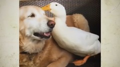 Dog And Duck Are Inseparable Best Friends CUTE AS FLUFF