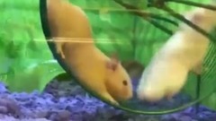 老司机翻车现场 忍不住笑出声!