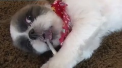 日本娱乐 - 《どうぶつピース!!かわいい大図鑑》