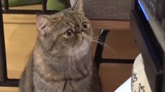 日本娱乐 - 《どうぶつピース!!かわいい大図鑑》