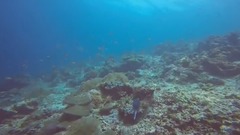 诗巴丹(Sipadan) 潜水之旅