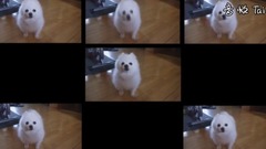 Bork Till You're Dead