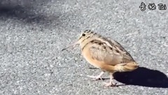 Birb