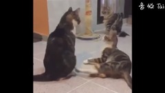 11 MIN OF DANK CAT MEMES