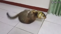 当猫咪遇上薄荷抱枕,场面一度失控...