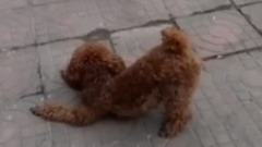 萌宠合集!怂的不要不要的