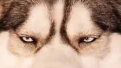 哈士奇与狼的差別!简直萌翻了!