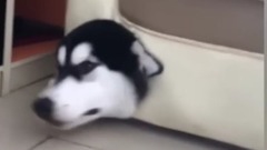 哈士奇最新搞笑Top10~ 第四个视频爆笑!