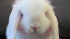 小兔子自己洗脸洗脚