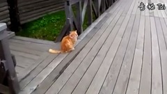 Кот Кеша из Кижей