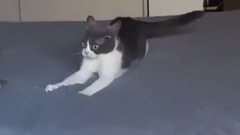 Cat has a vietnam flashback