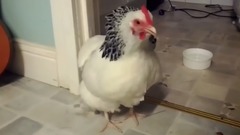 Sneezing Chicken