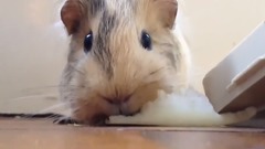 Funny Sneezing Animals 2015