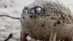 A very angry Kizuna AI