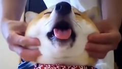 Of pet collection Lovely gesture of all