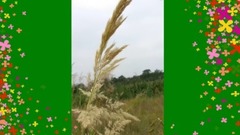 中国国家一级演员、关贵敏的歌