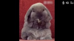 激萌!小兔子洗耳朵全过程