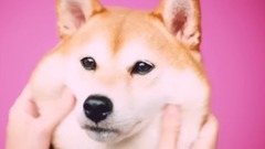 日本娱乐 - わんこもちもち CM