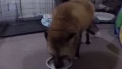 Loki Gets His Coconut Water