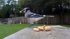 Blue Jays Versus Woodpecker