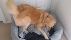 Groodle dog LUUURVS her new bed!