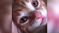 猫咪打喷嚏有多魔性?