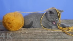 这样的小奶猫 谁能抵抗得了!