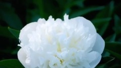 含泪的恋曲(なみだ恋)