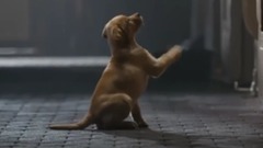 Budweiser Clydesdale Puppy Love Super Bowl 2014 Commercial