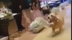 Cute Dogs and Cats Doing Funny Things Compilation 2016 [HD] #17 - Cute VN