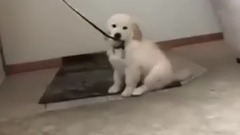 Golden Retriever Puppies Funny Compilation #2