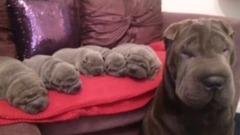 Proud Dog Mommies With Their Puppies