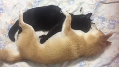 日本娱乐 - 猫が好きすぎて離したくない柴犬