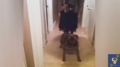 Funny Dogs Scared of Masks - Part 4