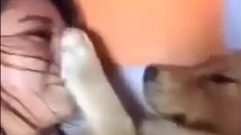 女主人趁金毛睡着后偷亲,金毛的反应....