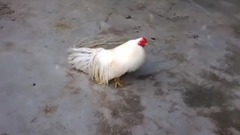 Gà tre tan chau p nh t 2017