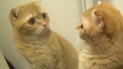 一臉懵懂( ω )對鏡子裡的另一隻貓咪充滿了疑惑www