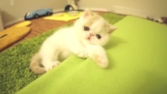 Kitten Bun Bun's Funny Reactions to Camera